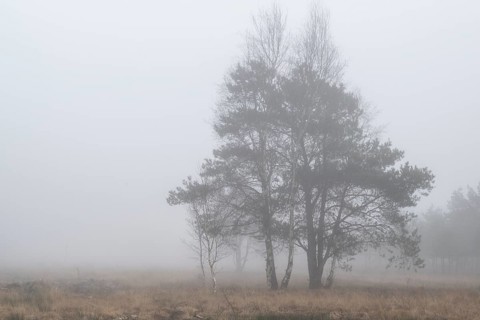Pine trees (Pinus sylvestris) in the fog in the moor, Emsland, Lower Saxony, Germany