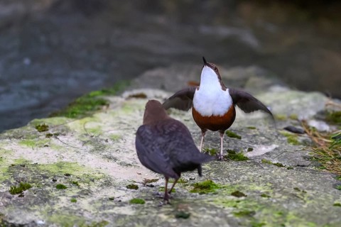 Two dippers (Cinclus cinclus) balancing on a rock in the river, one bird has spread its wings, East