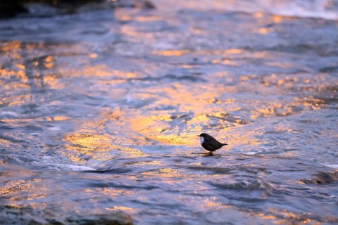 A dipper (Cinclus cinclus) stands on a rock in the water at dusk, surrounded by the orange light of