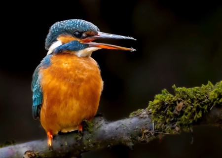 A female kingfisher (Alcedo atthis) sitting on a mossy branch, Langenberg, North Rhine-Westphalia,