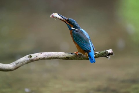 A kingfisher (Alcedo atthis) sitting on a branch above the water with a caught fish in its beak,