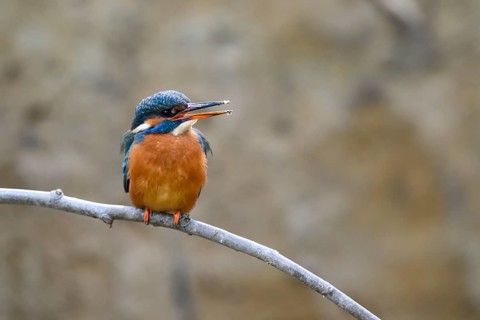 A female kingfisher (Alcedo atthis) sitting on a branch, Langenberg, North Rhine-Westphalia,