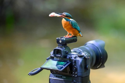 A kingfisher (Alcedo atthis) with a fish in its beak sitting on an outdoor camera, Langenberg,