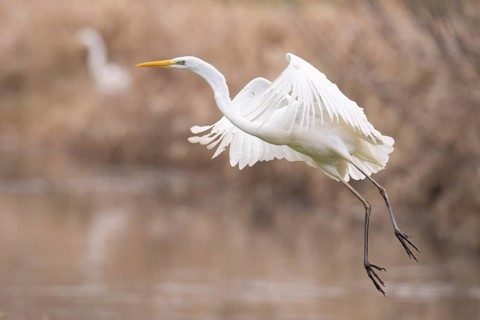 A white egret (Egretta alba) flies elegantly over the water in a natural environment surrounded by