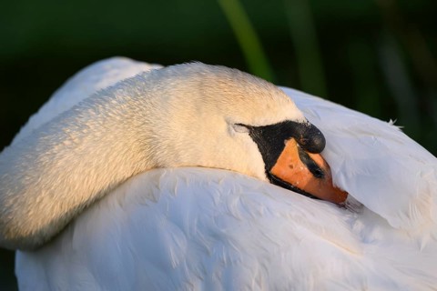 A Mute Swan (Cygnus olor) cuddles its face into its white feathers, soft light and calm expression,