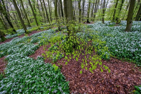 Wild garlic blossom (Allium ursinum) on the forest floor in a beech forest (Fagus sylvatica) in the