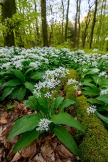 Wild garlic blossom (Allium ursinum) on the forest floor in a beech forest (Fagus sylvatica) in the