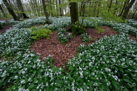 Wild garlic blossom (Allium ursinum) on the forest floor in a beech forest (Fagus sylvatica) in the