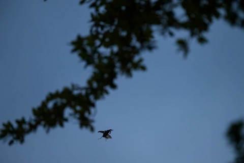 Close-up of a flying stag beetle (Lucanus cervus) with recognisable wings in front of a blue sky,