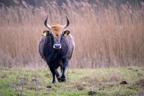 Heck cow of rebred aurochs with large horns standing on a pasture, distinctive ear tags, damme,