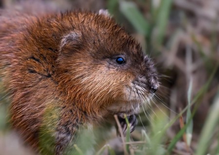 A muskrat (Ondatra zibethicus) in portrait looks attentively at its surroundings, surrounded by