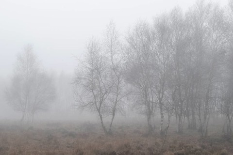 Birches (Betula pendula) in the fog in the moor, Emsland, Lower Saxony, Germany