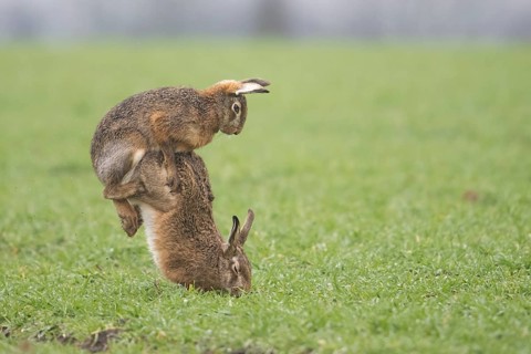 Two brown hares hares (Lepus europaeus) in a meadow in a mating ritual on green grass copula hare
