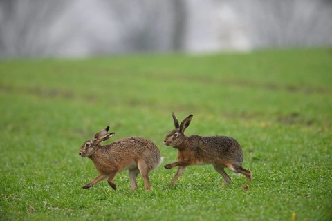 Two brown hares (Lepus europaeus) run across a green meadow. A male hare drives a female hare. The
