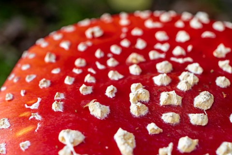 Close-up or macro photograph of the red, white speckled cap of a fly agaric (Amanita muscaria),