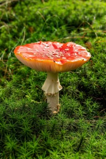 Close-up of a fly agaric (Amanita muscaria) with a red, white speckled cap on the mossy ground of a