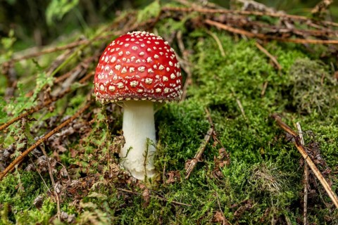 Close-up of a fly agaric (Amanita muscaria) with a red, white speckled cap on the mossy ground of a