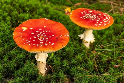 Close-up of two fly agarics (Amanita muscaria) with red, white speckled cap on the mossy ground of