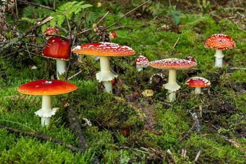 Group of fly agarics (Amanita muscaria) with red, white speckled caps in various shapes and sizes