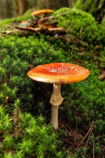 A single fly agaric (Amanita muscaria) with a red, white speckled cap on the mossy ground of a