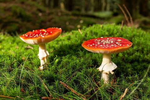 Two fly agarics (Amanita muscaria) with red, white speckled umbrella on the mossy ground of a