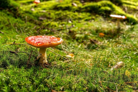A single fly agaric (Amanita muscaria) with a red, white speckled cap on the mossy ground of a
