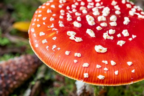 Close-up of the red, white speckled cap of a fly agaric (Amanita muscaria) on the moss-covered