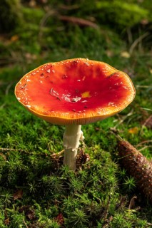 Close-up of a fly agaric (Amanita muscaria) with a red umbrella on the mossy ground of a forest,
