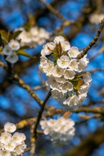 Close-up of the branches of a cherry tree (Prunus avium) with white blossoms during fruit tree