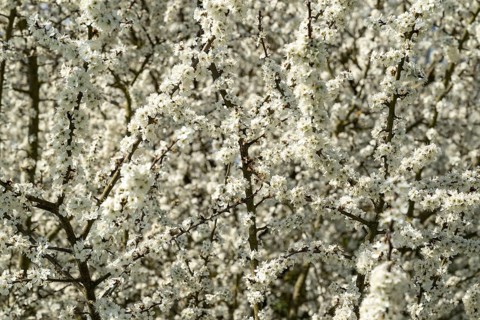 Full-format image of the branches and twigs of flowering blackthorn or blackthorn (Prunus spinosa)