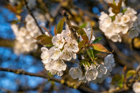 Close-up of the branches of a cherry tree (Prunus avium) with white blossoms during fruit tree