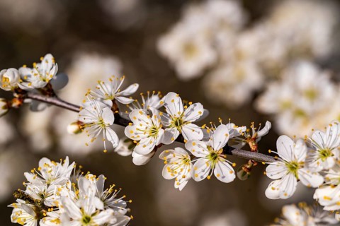 Close-up of the branches of flowering blackthorn or blackthorn (Prunus spinosa) in sunlight,