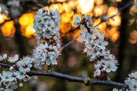 Close-up of the branches of flowering blackthorn or blackthorn (Prunus spinosa), backlight shot