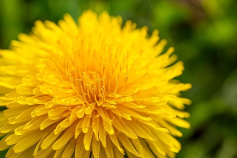 Close-up of the bright yellow flower of a common dandelion (Taraxacum sect. Ruderalia in front of