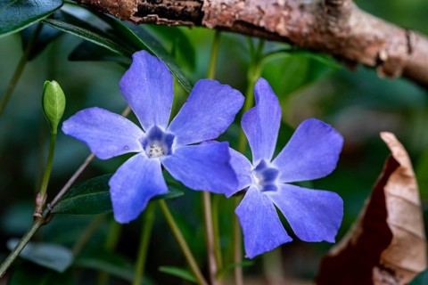 Close-up of Lesser periwinkle (Vinca minor) with blue-violet flowers in spring, Germany