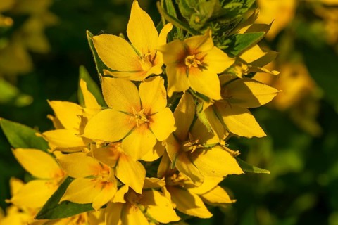 Yellow inflorescence of spotted loosestrife (Lysimachia punctata), Germany
