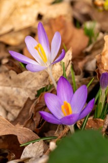 Close-up of the purple flowers of the spring crocus (Crocus vernus) between dry leaves in spring,