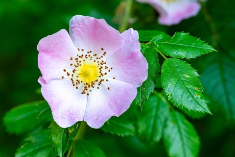 Close-up of the pink flower of a dog rose (Rosa canina) in front of green foliage, Germany