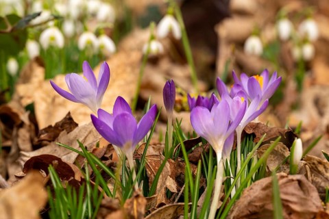 Close-up of the purple flowers of the spring crocus (Crocus vernus) between dry leaves, in the