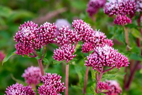 Close-up of bright purple-pink inflorescences of Hemp agrimony (Eupatorium cannabinum) in front of