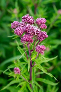 Bright purple-pink inflorescences of Hemp agrimony (Eupatorium cannabinum) in front of blurred