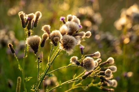Inflorescence and pappus of creeping thistle (Cirsium arvense) in atmospheric backlighting, Germany