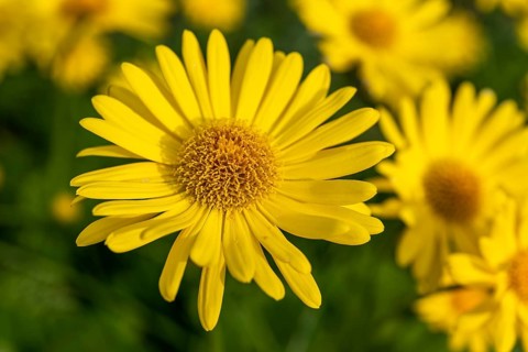 Close-up of the bright yellow flower of an arnica (Arnica), in the background other blurred