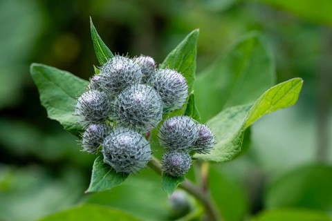 Close-up of the closed flowers of a felt burdock or woolly burdock (Arctium tomentosum), Germany