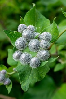 Close-up of the closed flowers of a felt burdock or woolly burdock (Arctium tomentosum), Germany