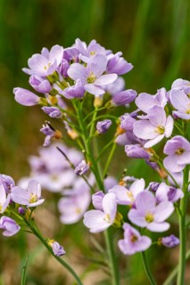 Pink-purple inflorescences of meadow foamwort (Cardamine pratensis) in front of blurred green