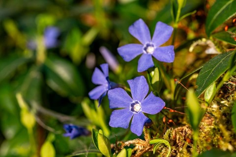 Close-up of Lesser periwinkle (Vinca minor) with blue-violet flowers on a moss-covered forest floor