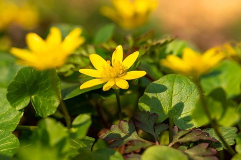 Close-up of lesser celandine (Ficaria verna) with yellow flowers in spring, Germany