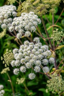 Angelica sylvestris (Angelica sylvestris) with white inflorescence, Germany