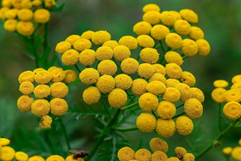 Close-up of yellow flowering tansy (Tanacetum vulgare L.) in front of blurred green foliage,
